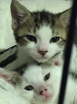 Two foster kittens, one tabby and one white, snuggled together